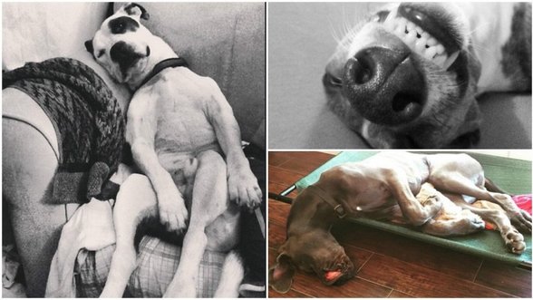 Linksmumo bomba : juokingiausios šunų miego pozos