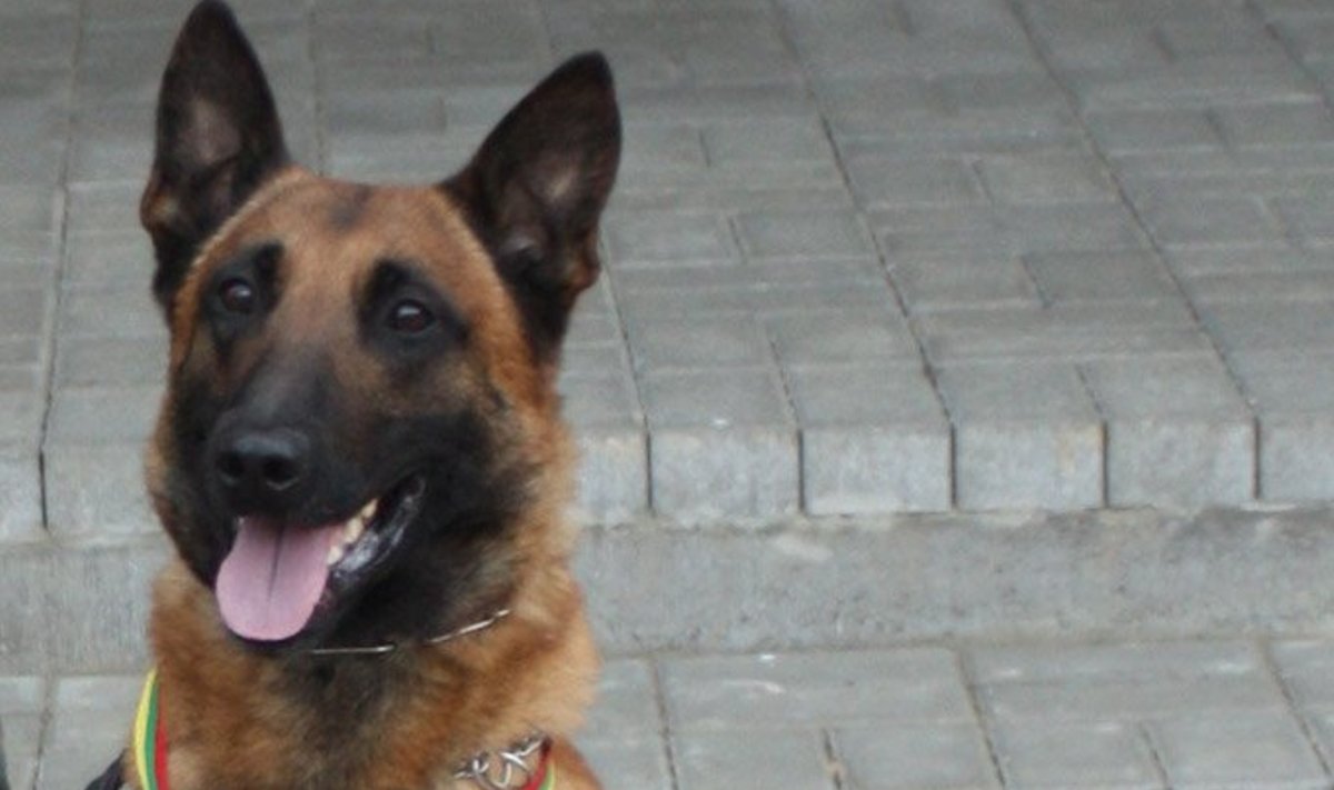 Lietuvoje nušautas pasieniečių šuo Ramzis