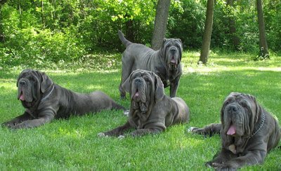 Neapolio mastifas