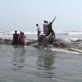 Ant milžiniško negyvo banginio Pakistane lipo būriai smalsuolių