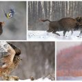 Žvilgsnis į žiemišką gamtą: tobuli gyvūnų portretai