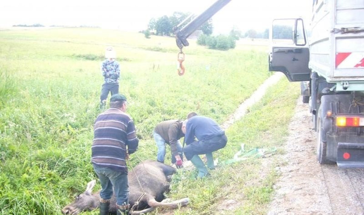 Po susidūrimo su automobiliu Rokiškio rajone žuvusi briedė 