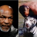 Tysonas prisiminė, kaip jo augintas tigras moterį paliko be rankos ir kiek jai sumokėjo