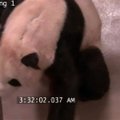 Toronte didžioji panda atsivedė du jauniklius