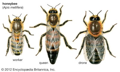 Iš tos pačios genetinės informacijos išsivysto trejetas skirtingai atrodančių organizmų ("Encyclopedia Britannica" iliustr.)