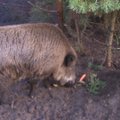 Afrikinis kiaulių maras patvirtintas dar 13 šernų