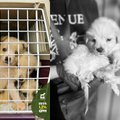 Šalčininkų r. išmestų šuniukų įvykio atomazga: iš 20 mažylių vienas neišgyveno, 5 – kritinės būklės