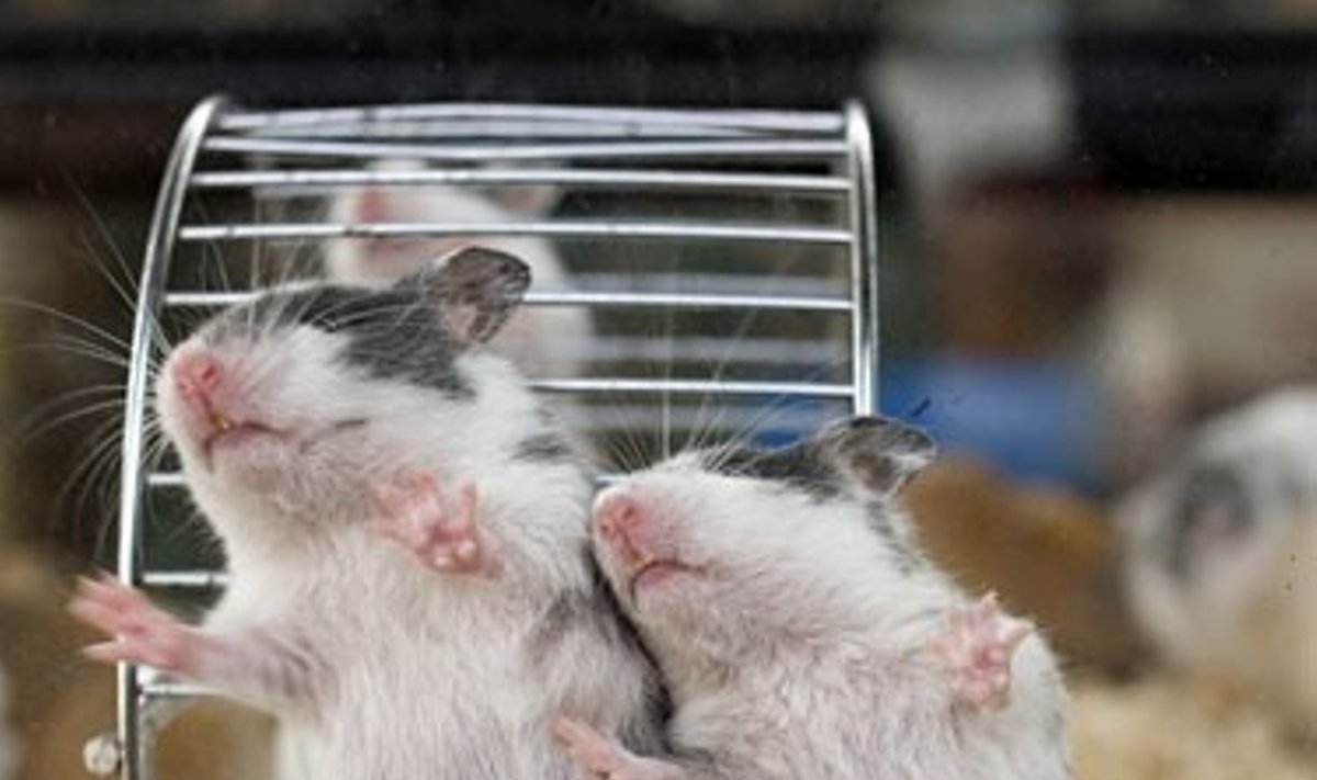 Žiurkėnai barbena į narvo stiklą vienoje gyvūnų parduotuvių (Paryžius)