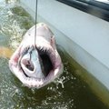 Ant mokslininkų kabliuko – ryklys, prarijęs ryklį