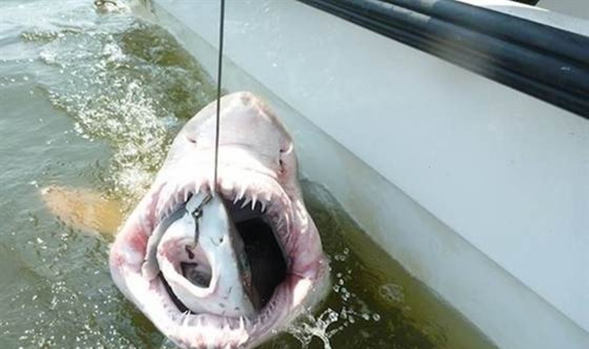 Ryklys prarijęs ryklį - tokį vaizdą užfiksavo Delavero universiteto mokslininkai / Delavero (JAV) universiteto ORB laboratorijos nuotrauka