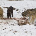Daugėja vilkų, lūšių ir lokių
