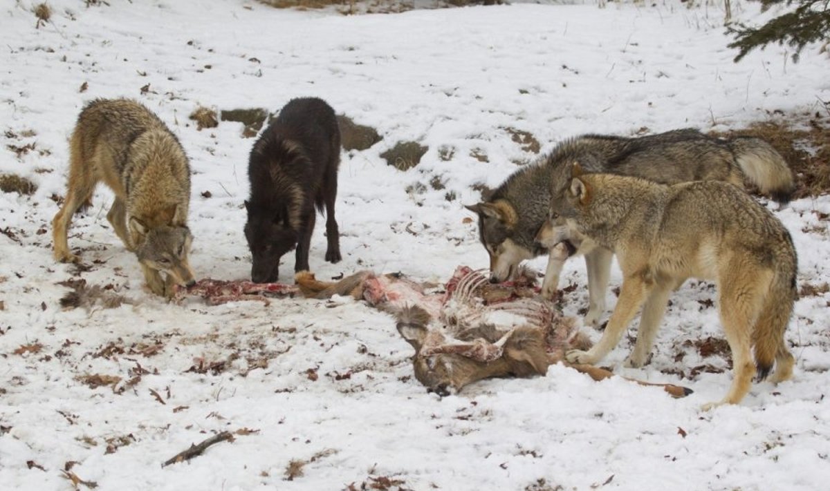 Nustatyta, kad Europoje daugėja vilkų