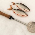 Plūdine ant ledo: kuo sudominti taikiąsias žuvis