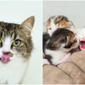 Begalinė meilė gyvūnams: priglaudė vos gimusius kačiukus ir jų mamą