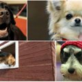 Top 10 populiariausių šunų veislių pasaulyje