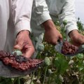 Afganistano žvalgybos agentūra atleido 65 nuo heroino priklausomus pareigūnus