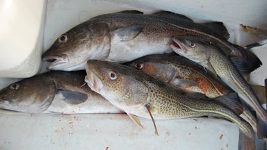 Draudimai žvejams, kurių teks laikytis iki rugsėjo, ir kada taikomos išimtys
