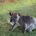 Karščiai Australijoje: vandens ištroškusi koala, pilni paplūdimiai ir Kalėdų seniai ant vandens motociklų