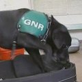 Policijos šuo Portugalijoje ieško piratinių diskų