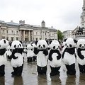 Londono Trafalgaro aikštę okupavo 108 pandos