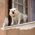 Seime pasiūlytas būdas užtildyti šunis kelia šeimininkų baimę: kaip iš tiesų reikėtų elgtis