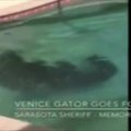 Iš baseino Floridoje ištrauktas dvimetrinis aligatorius