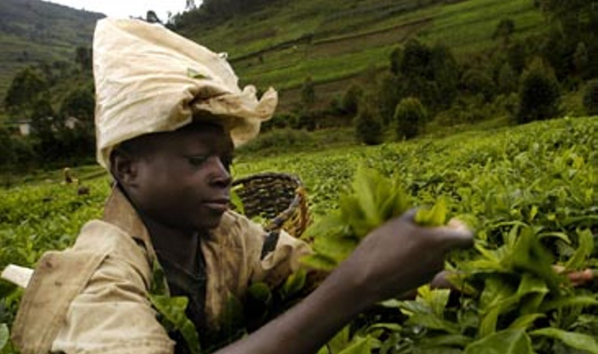 Ruandoje moteris skina arbatos lapus.