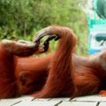Orangutano patelei Malaizijoje skirta dieta