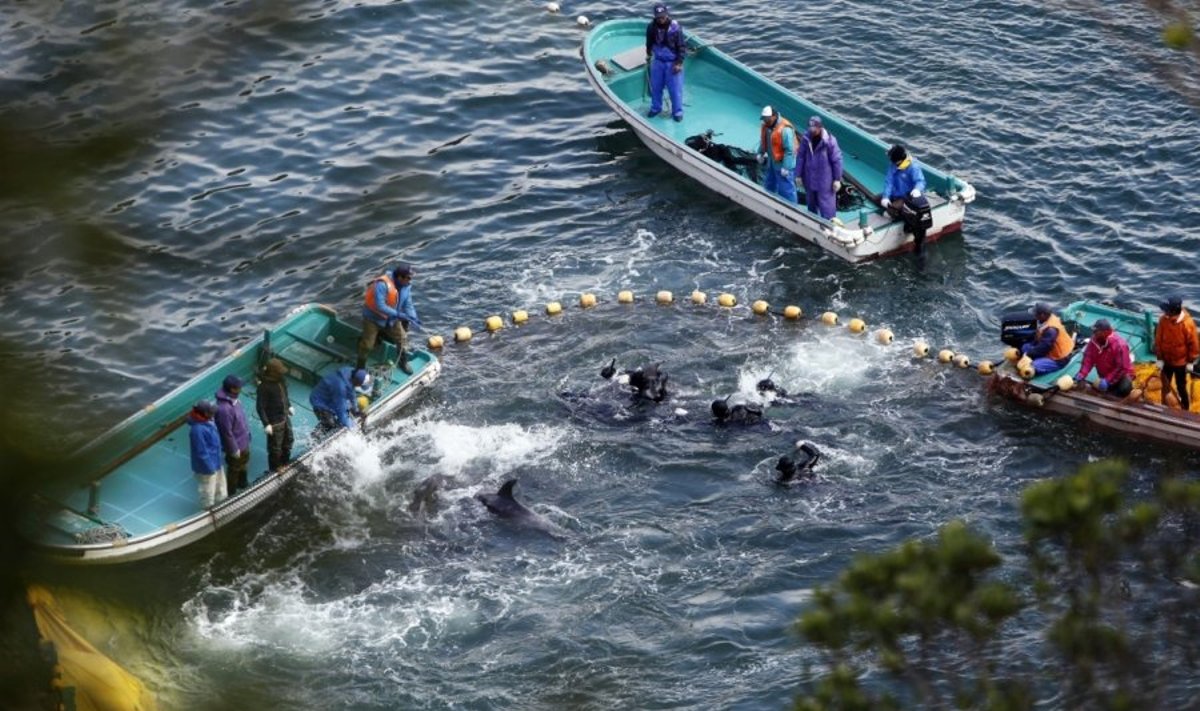 Delfinų medžioklė Taidži įlankoje