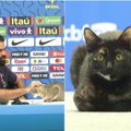 Pasaulio futbolo čempionate – netikėti kačių pasirodymai: lankosi rungtynėse, treniruotėse ir spaudos konferencijose