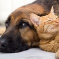 Šuo ir katė – draugai nuo pat gimimo?