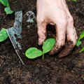 Svarbiausi pavasario darbai augalų augintojams: ką sodinti, kas naudingiausia sveikatai