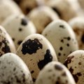 Parduoda kiaušinius, kuriuos galima valgyti ir su lukštais
