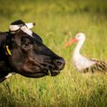 Ūkinių gyvūnų užkrečiamų ligų pavojus auga – kaip suvaldyti riziką
