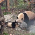 „Slaptas pandų gyvenimas“ (XVII): o kam patinka praustis?