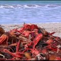 Kalifornijoje nerekomenduojama valgyti į pakrantę išmestų krabų