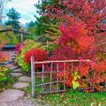 Pasigrožėkite: japoniškas sodas Kretingos rajone nusispalvino ryškiausiomis spalvomis