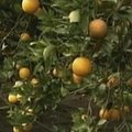 Dėl šalčių Floridos citrusinių vaisių derliui kilo grėsmė