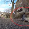 Filmuodamas mielą voverę vyras vos neprarado kameros