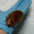 Krasnojarsko veterinarė išgelbėjo gyvybę milžiniškai tarakono patelei