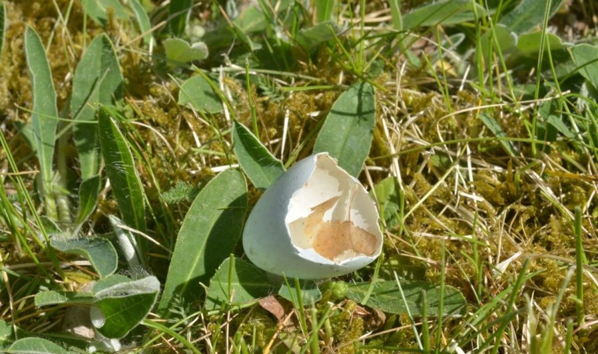 Iš inkilo išmestas sėkmingai išsiritusio jauniklio kiaušinio lukštas.