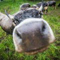 Lietuviams karves laikyti prabanga – jas bandomis išsiveža lenkai