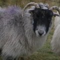 Seniausia pasaulio avis žuvo nukritusi nuo olos