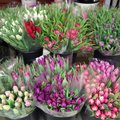 Populiariausiomis gėlėmis kovo 8 dieną išlieka tulpės