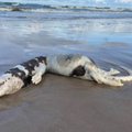 На пляже литовского курорта обнаружено загадочное животное