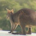 Lietuvis Australijoje išgelbėjo kengūriuką