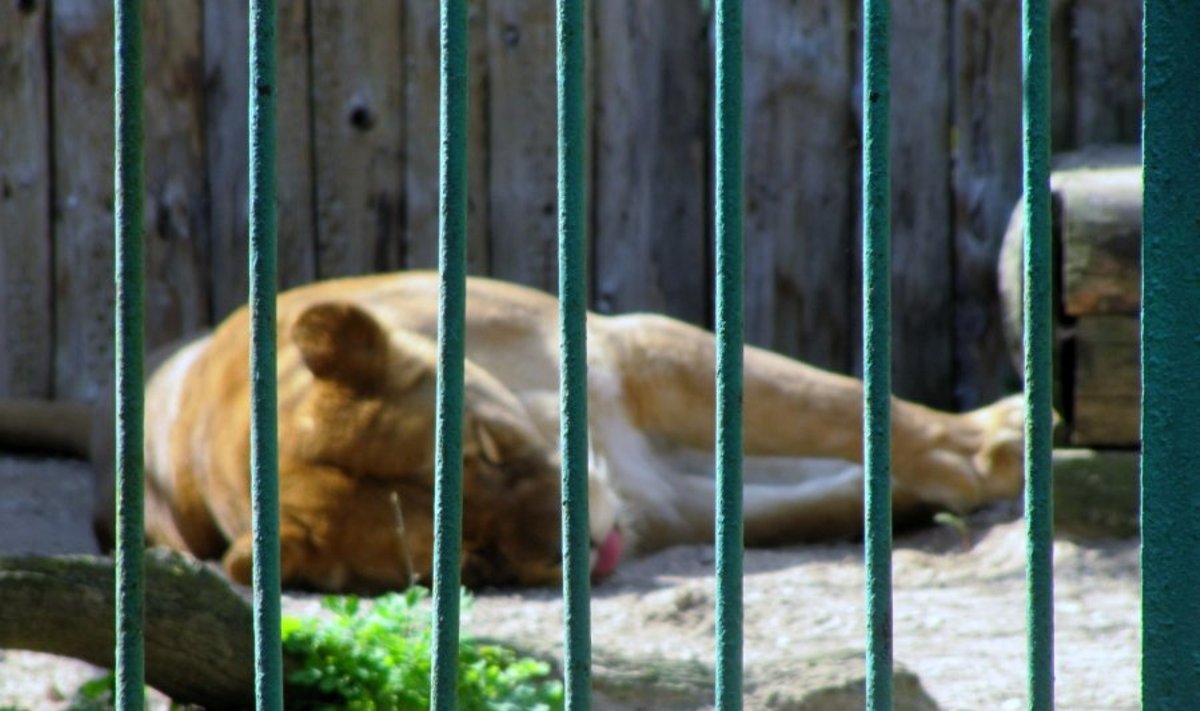 Asociatyvi nuotr. / Konfiskuoti gyvūnai atsidurtų zoologijos sode