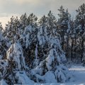 Suskaičiavo, kiek sniegas nulaužė medžių