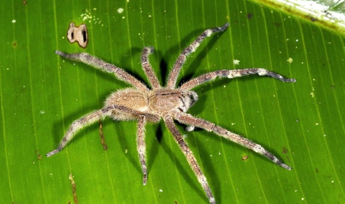 Brazilijos klajojantis voras 