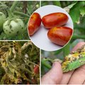 7 dažnos pomidorų ligos: kaip jas atpažinti ir kuo gydyti